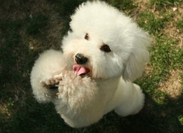 泰迪狗狗公霸气名字