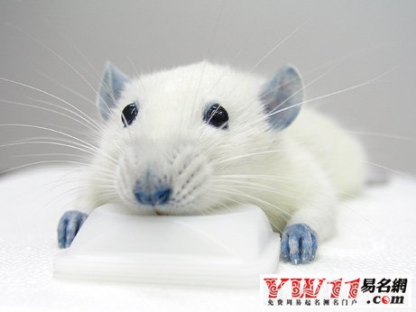 梦到白老鼠与狗,探索潜意识中的智慧与守护 梦到白老鼠与狗,探索潜意识中的智慧与守护