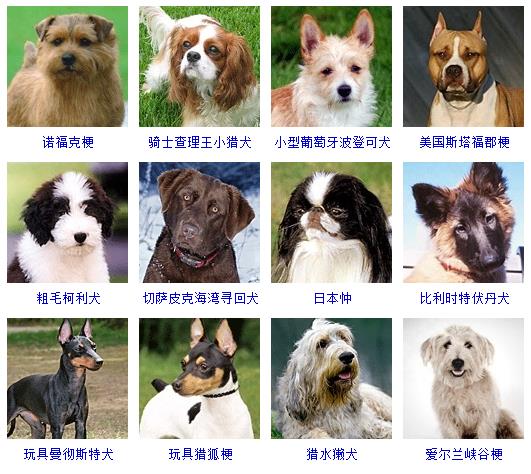狗狗品种大全介绍图片
