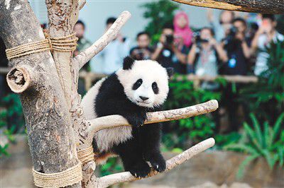 马来西亚自然资源与环境部长万·朱奈迪4月7日宣布，经过海选，马来西亚决定为去年在马出生的大熊猫宝宝取名为“暖暖”，象征马来西亚与中国之间的深厚友谊和密切的双边关系。
