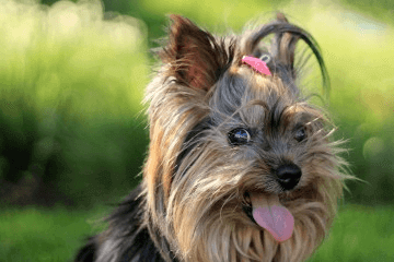 博美狗名字大全 我爱取名网