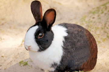 兔子宠物名字可爱洋气
