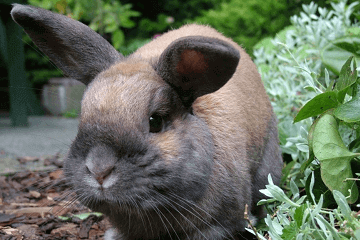 荷兰猪宠物名字大全萌